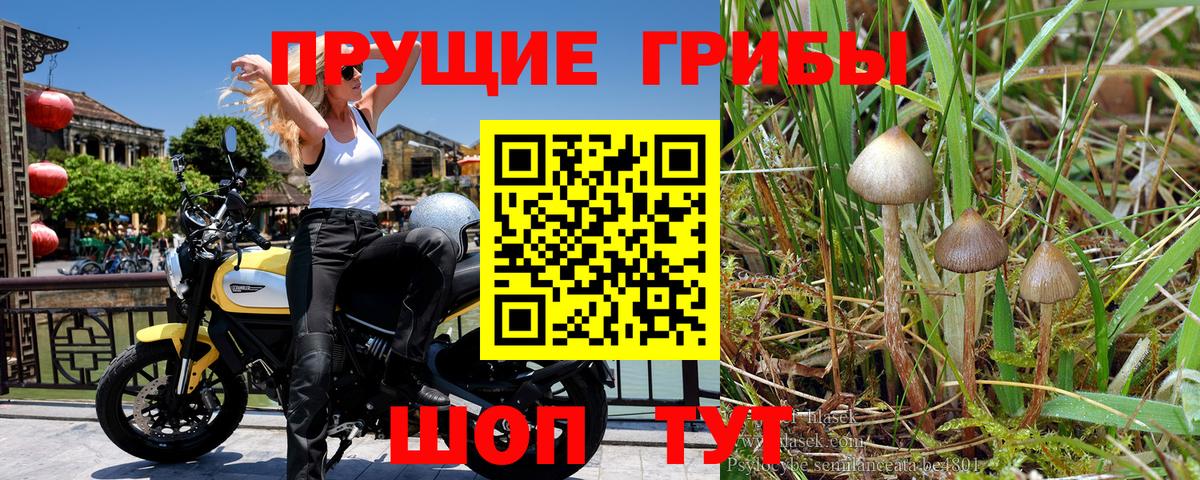 Галлюциногенные грибы GOLDEN TEACHER  Вход с VPN  Наро-Фоминск 